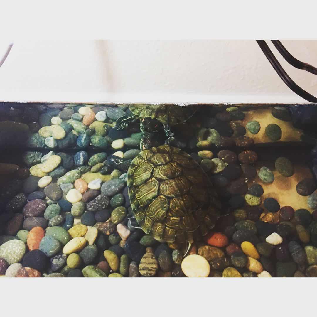 My baby turtle alt text